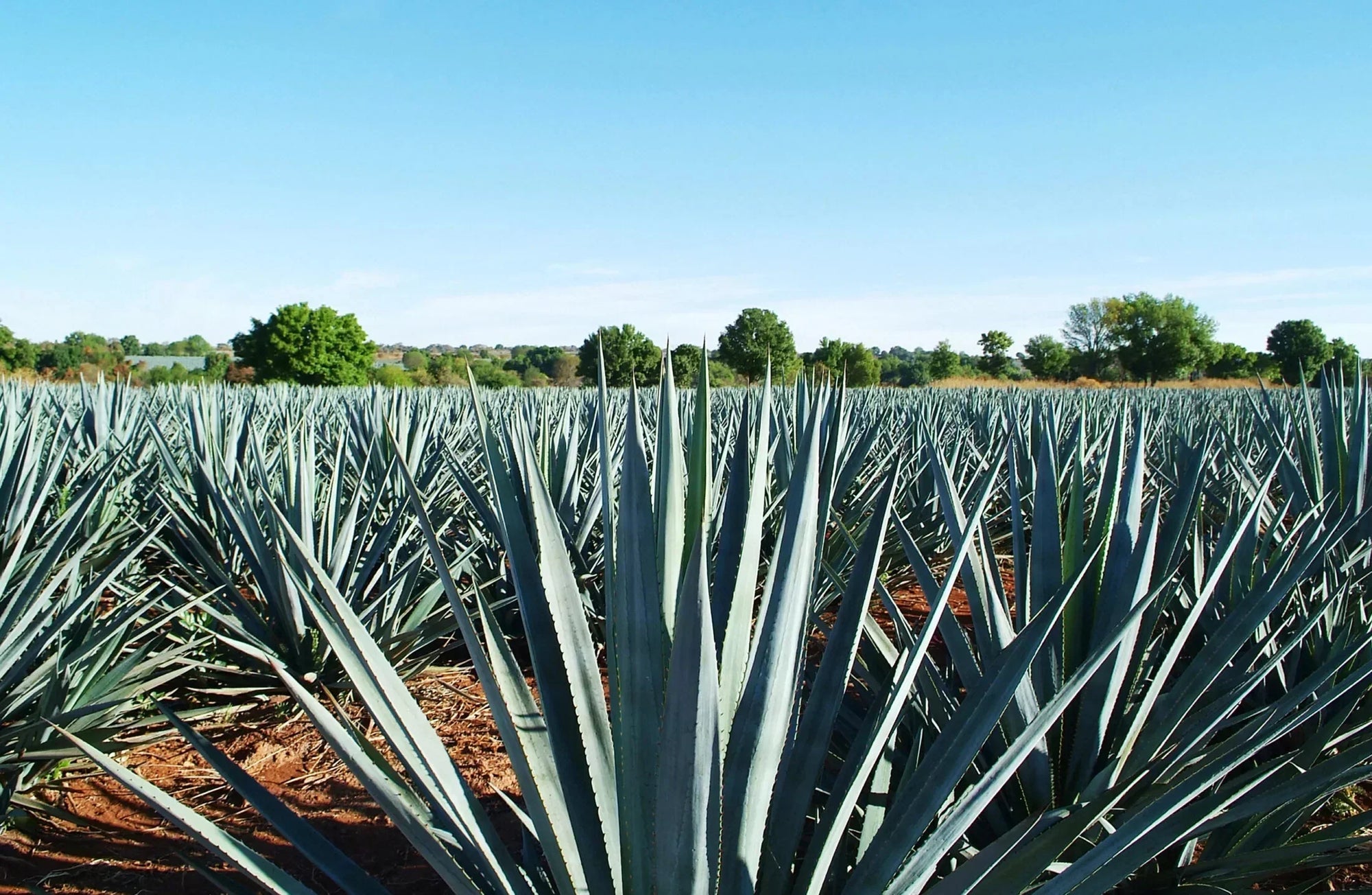 Additive-Free Tequila has Always Been My Favorite Guilty Pleasure