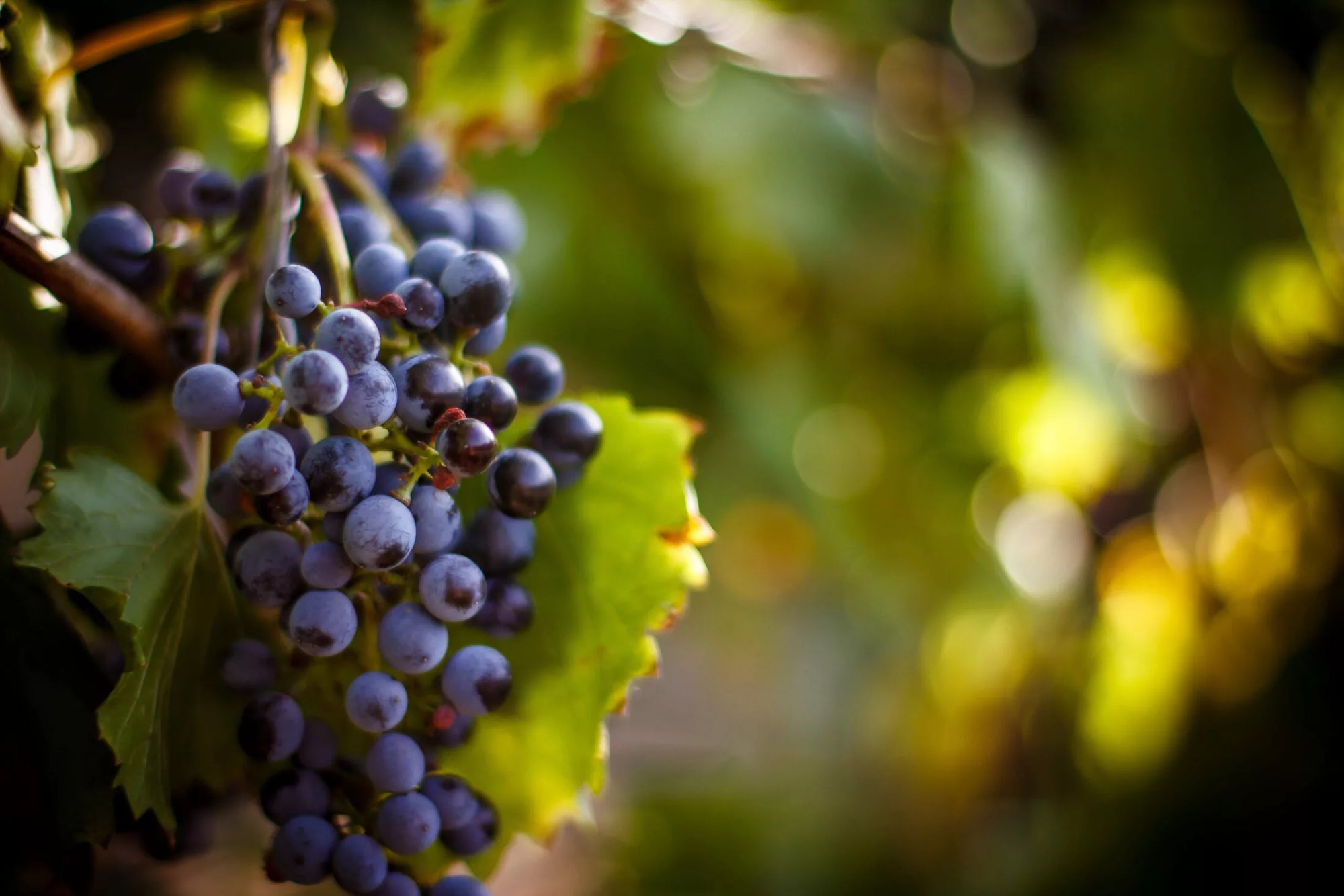 We Are in Love With Natural Wines